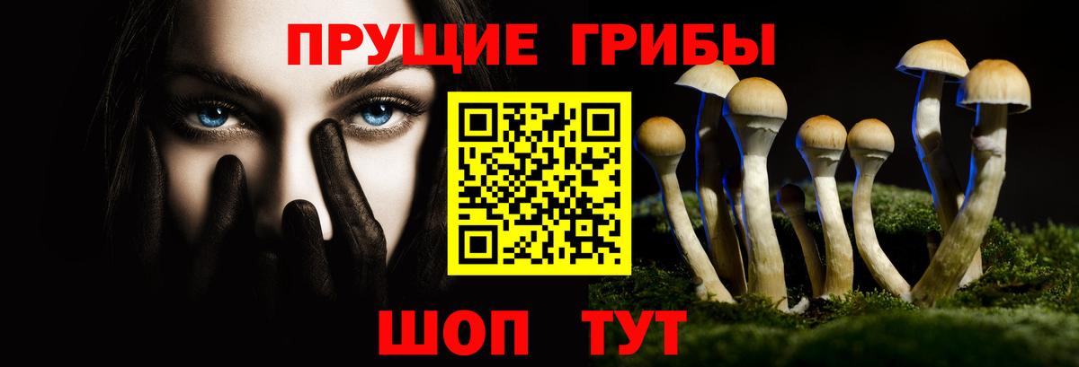 Псилоцибиновые грибы Psilocybe Елец
